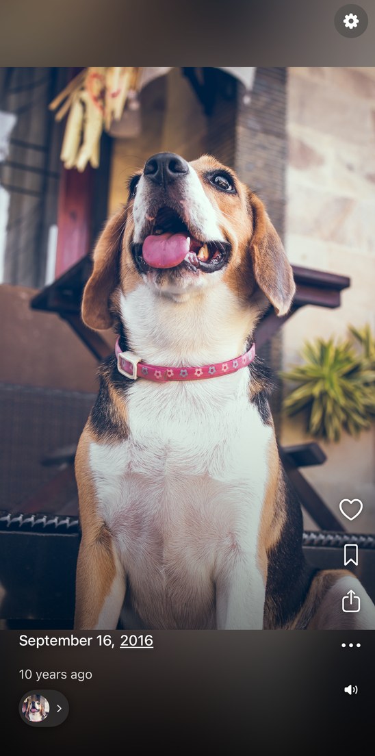 A beagle photograph in Fondly with a small face circle below it.